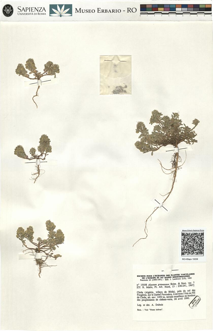 Alyssum granatense Boiss. & Reut. var. ?  -  RO-HSepv 15038 photo