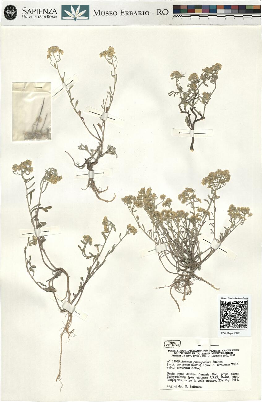 Alyssum gymnopodium Smirnov  -  RO-HSepv 15039 photo