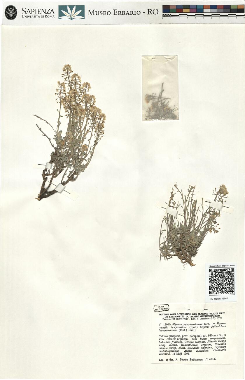 Alyssum lapeyrousianum Jord. -  RO-HSepv 15040 photo