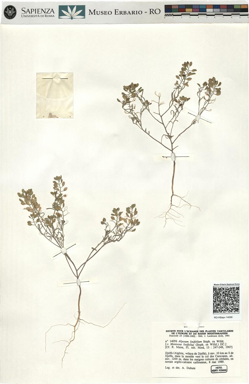 Alyssum linifolium Steph. ex Willd.  -  RO-HSepv 14056 photo