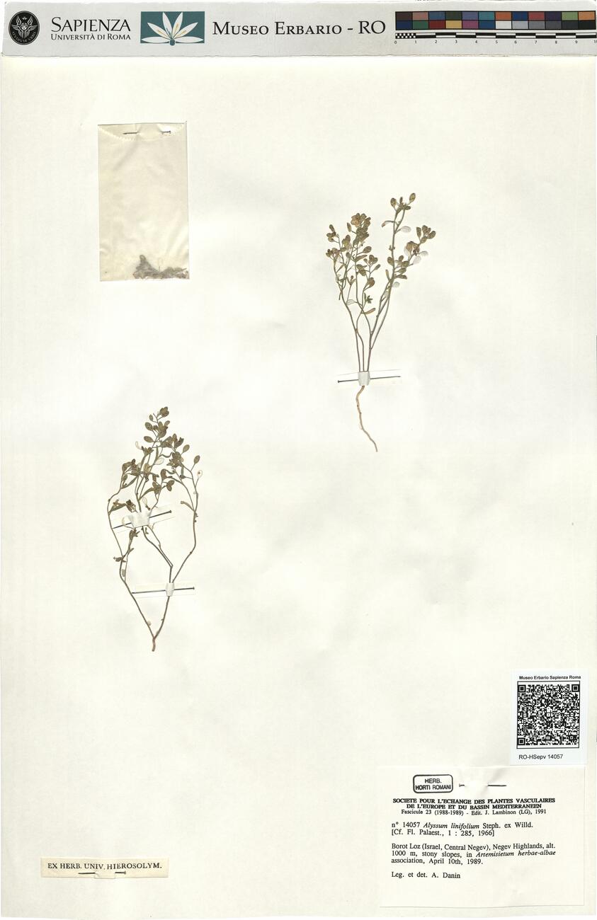 Alyssum linifolium Steph. ex Willd.  -  RO-HSepv 14057 photo