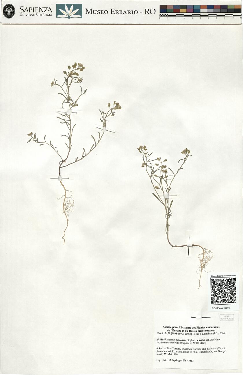Alyssum linifolium Stephan ex Willd. var. linifolium -  RO-HSepv 18985 photo
