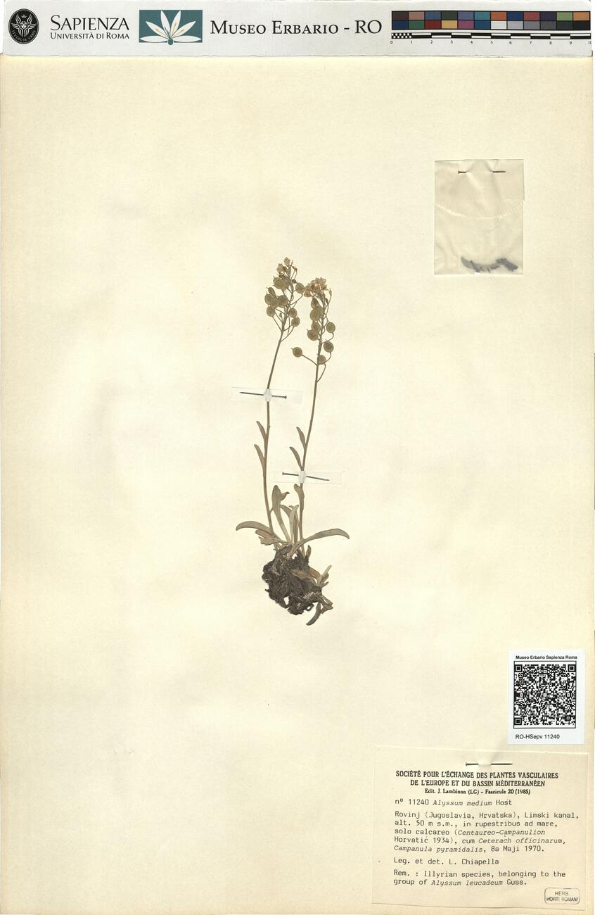 Alyssum medium Host -  RO-HSepv 11240 photo