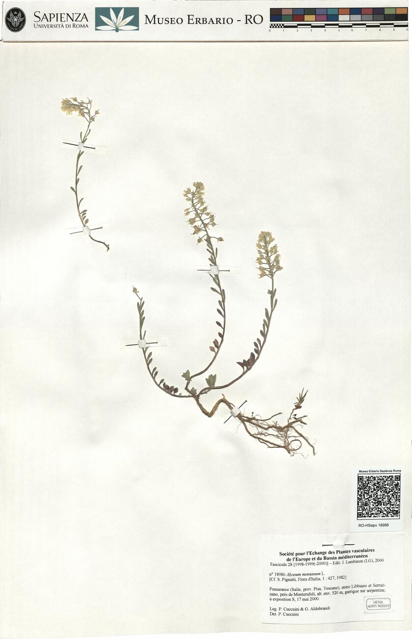 Alyssum montanum L. -  RO-HSepv 18986 photo