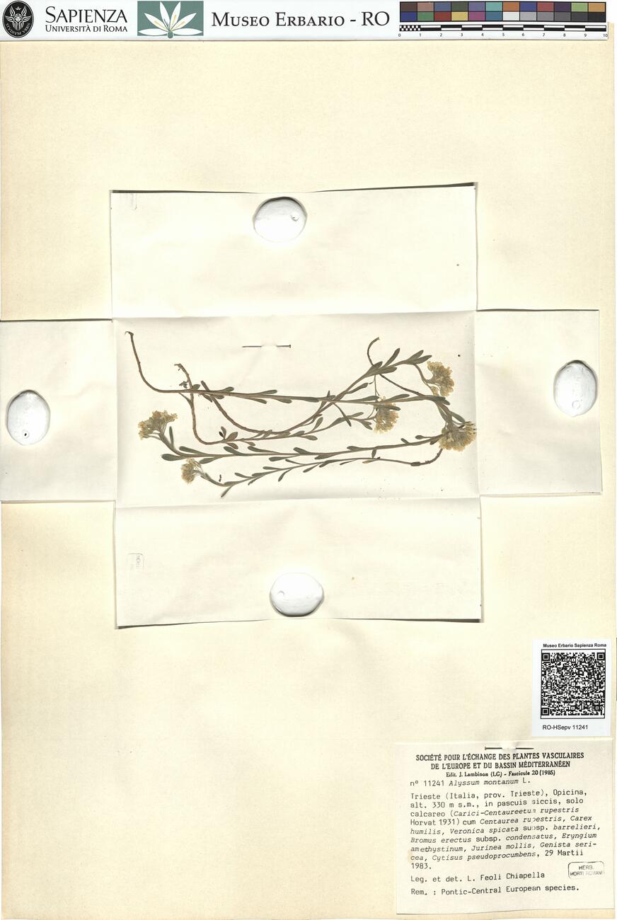 Alyssum montanum L.  -  RO-HSepv 11241  photo