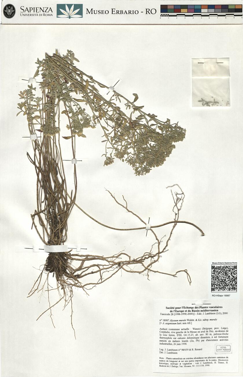Alyssum murale Waldst. & Kit. subsp. murale  -  RO-HSepv 18987 photo