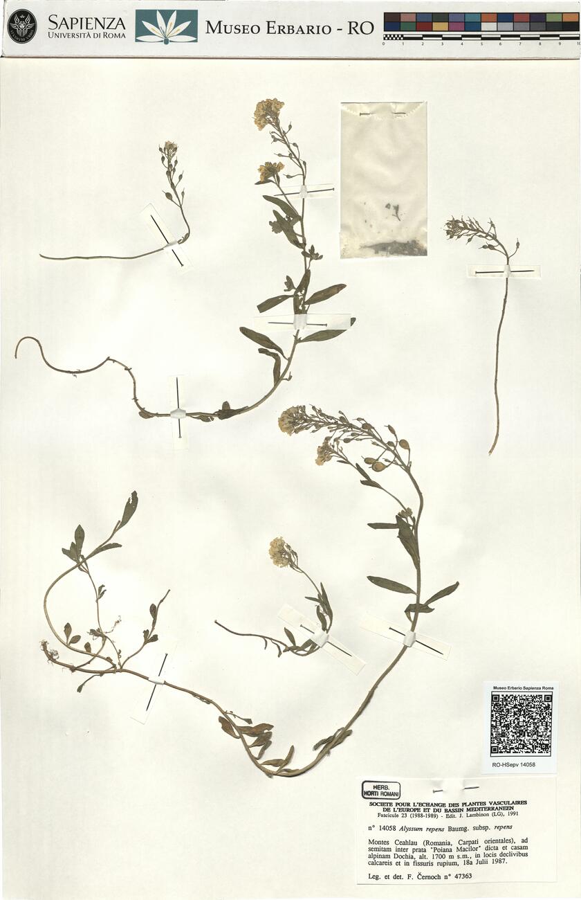 Alyssum repens Baumg. subsp. repens  -  RO-HSepv 14058 photo