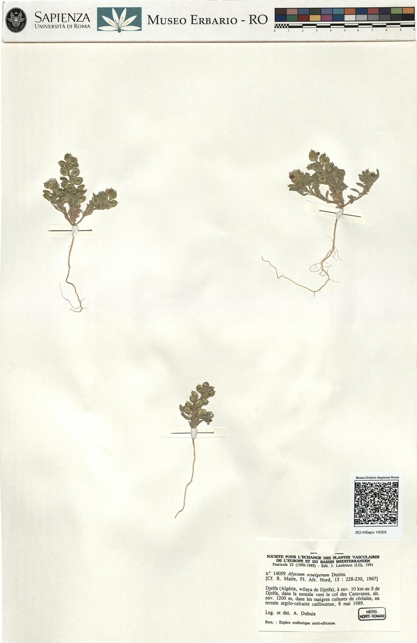 Alyssum scutigerum Durieu  -  RO-HSepv 14059 photo