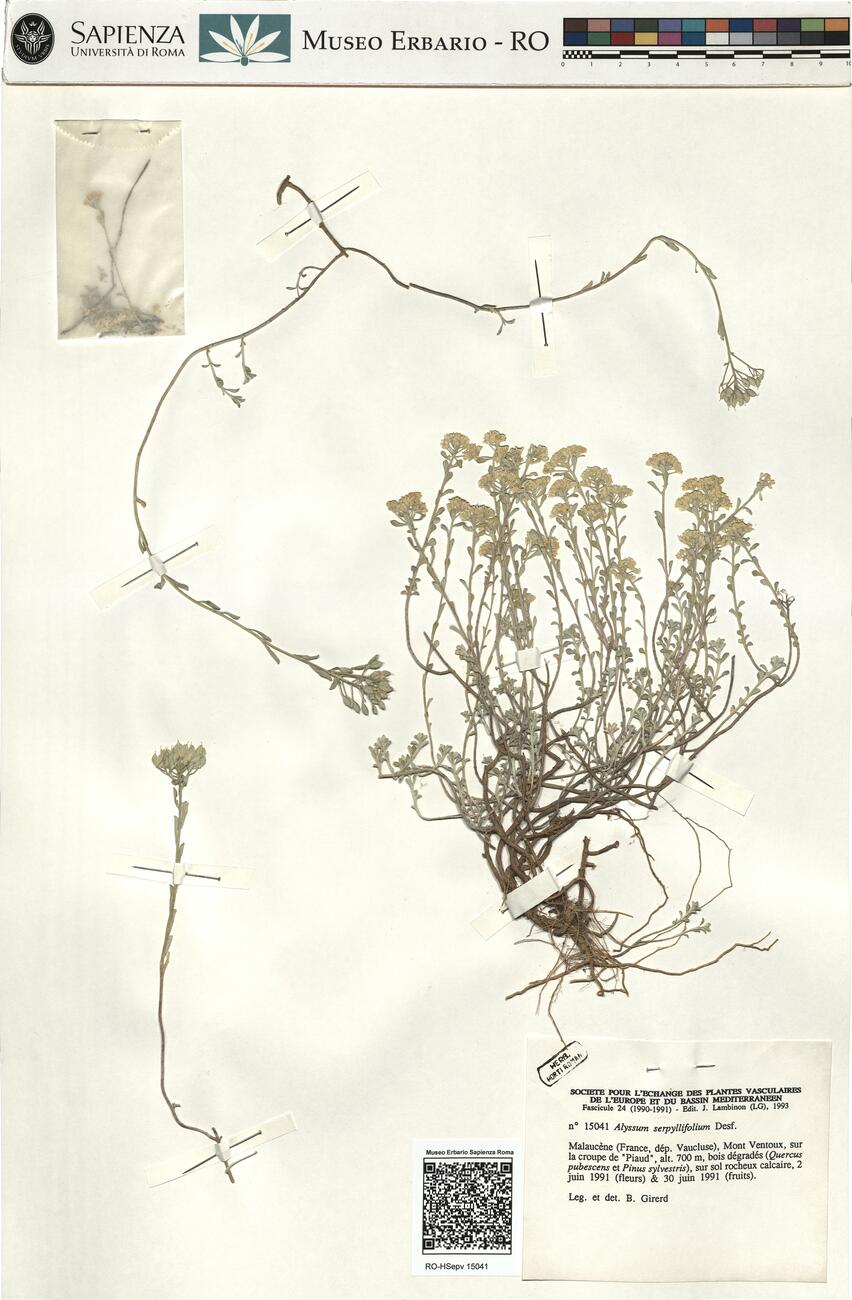 Alyssum serpyllifolium Desf. -  RO-HSepv 15041 photo