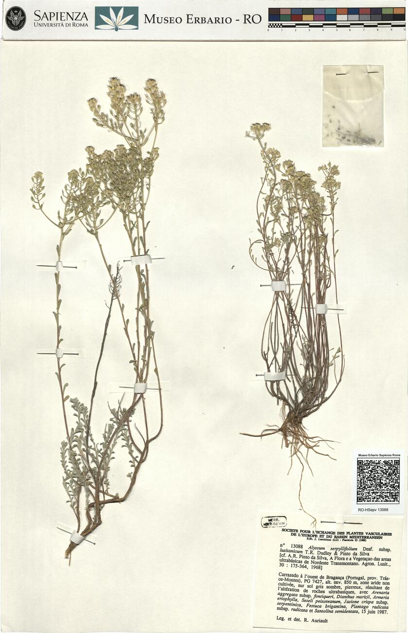 Alyssum serpyllifolium Desf. subsp. lusitanicum  T.R. Dudley & Pinto da Silva -  RO-HSepv 13088 photo