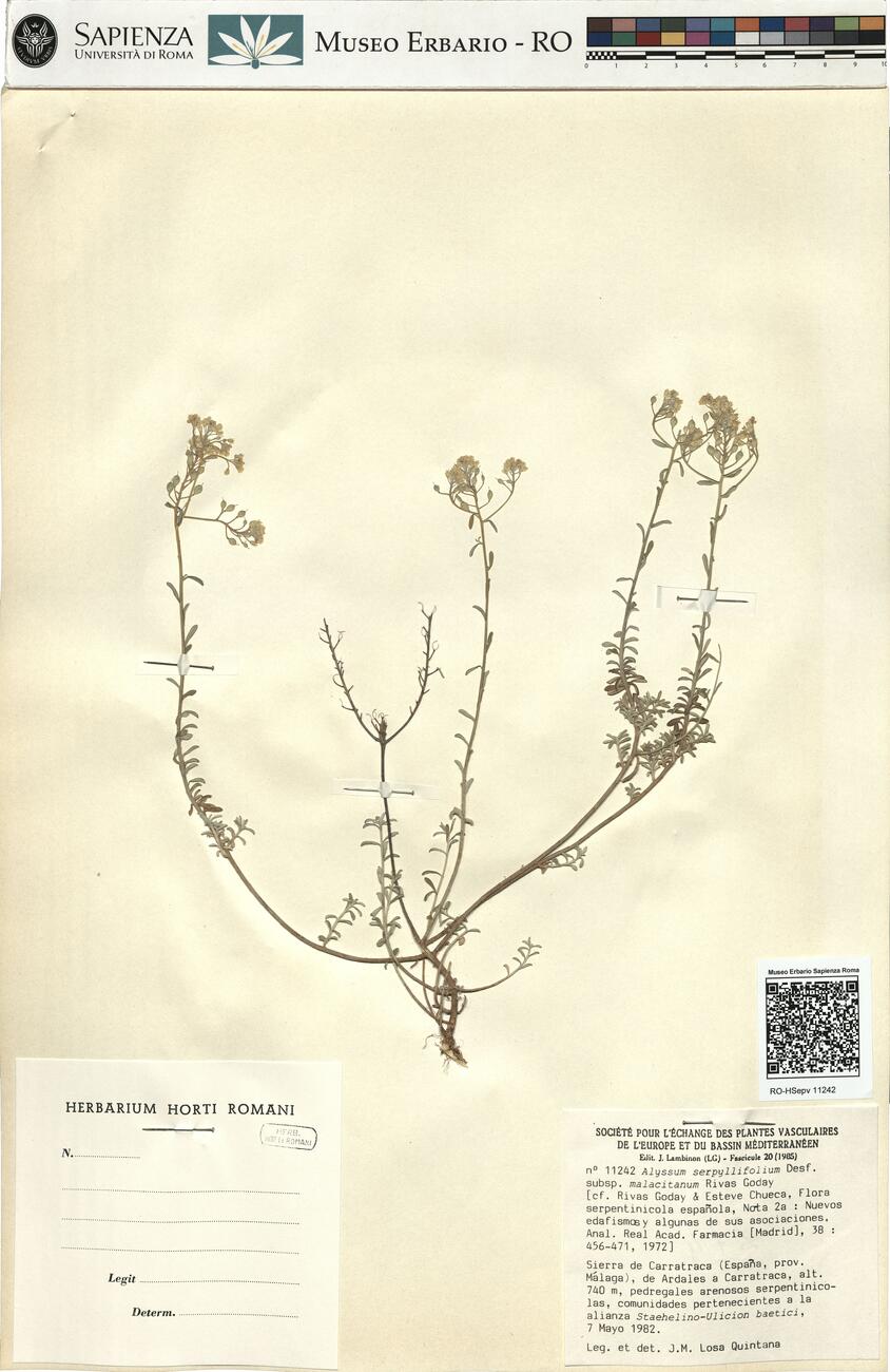 Alyssum serpyllifolium Desf. subsp. malacitanum Rivas Goday -  RO-HSepv 11242 photo