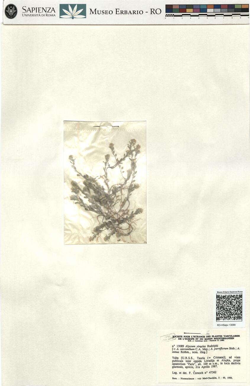 Alyssum simplex Rudolphi  -  RO-HSepv 13089 photo