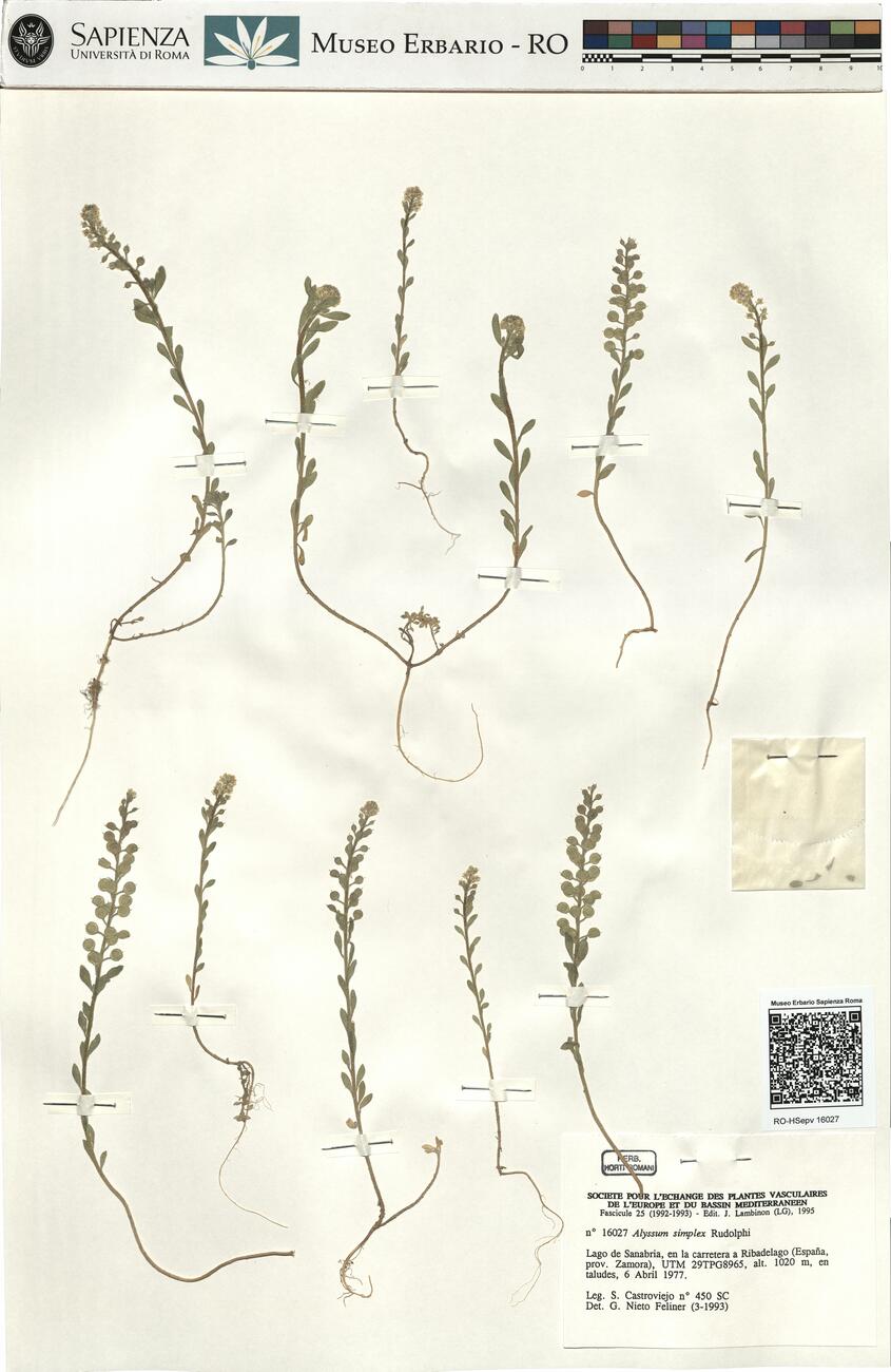 Alyssum simplex Rudolphi  -  RO-HSepv 16027 photo