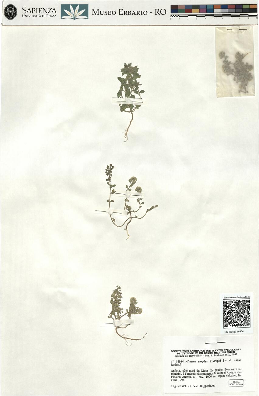 Alyssum simplex Rudolphi  -  RO-HSepv 16934 photo
