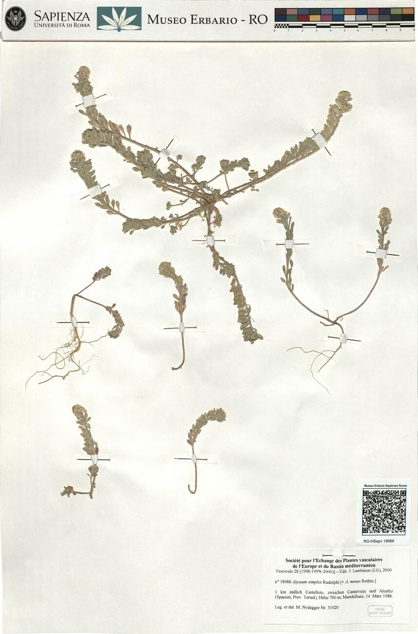 Alyssum simplex Rudolphi  -  RO-HSepv 18988 photo