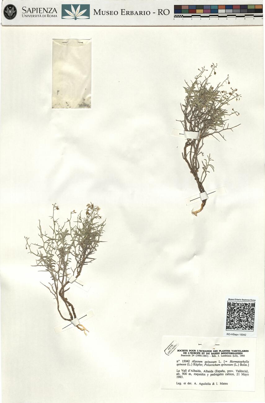 Alyssum spinosum L. -  RO-HSepv 15042 photo