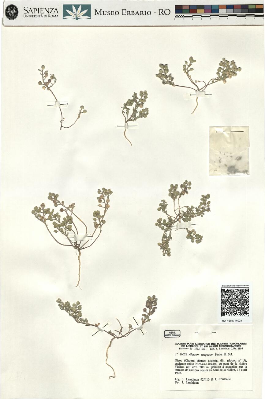 Alyssum strigosum Banks & Sol. -  RO-HSepv 16028 photo