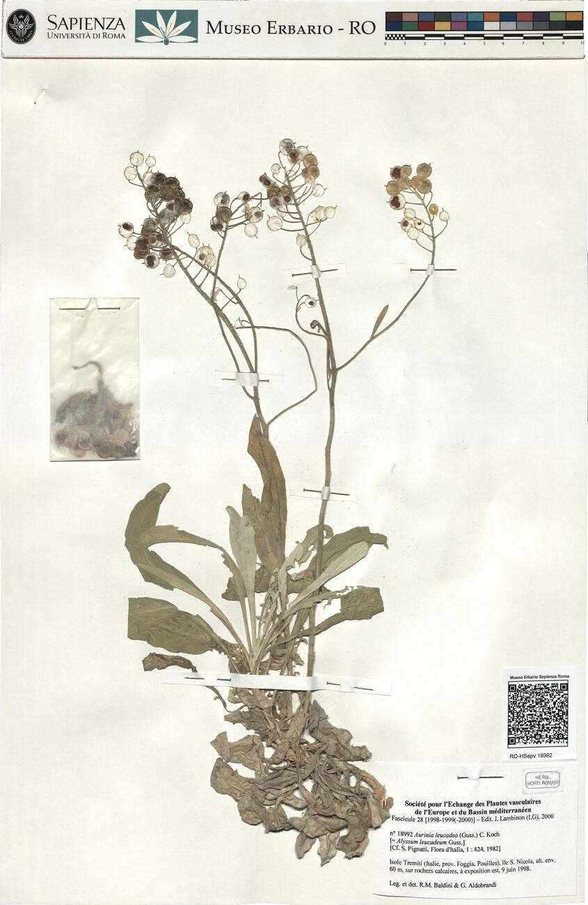 Aurinia leucadea (Guss.) C. Koch -  RO-HSepv 18992  photo