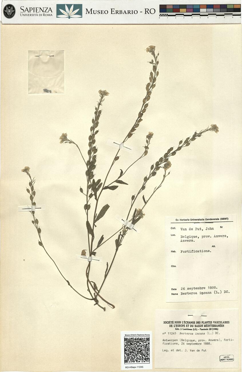 Berteroa incana (L.) DC.  -  RO-HSepv 11245 photo