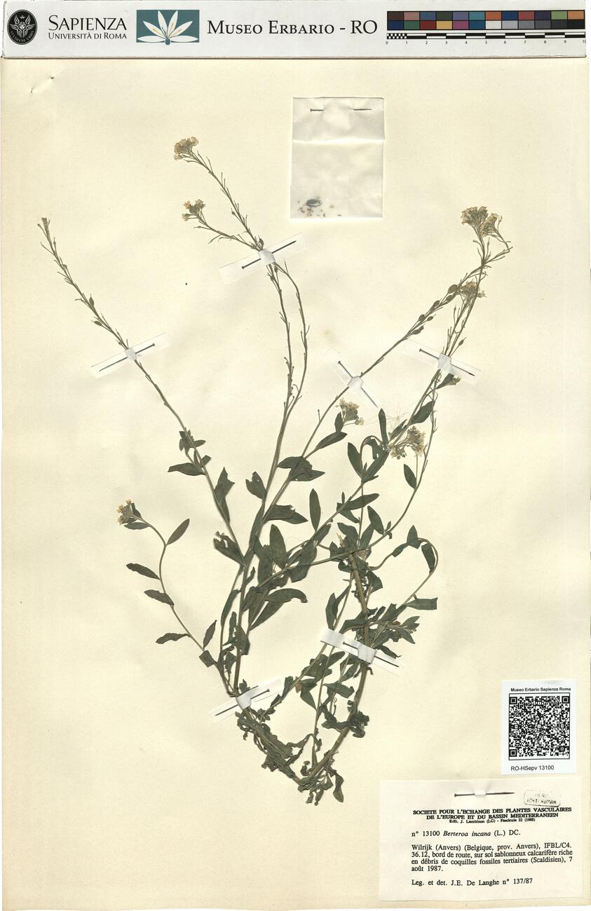 Berteroa incana (L.) DC.  -  RO-HSepv 13100 photo