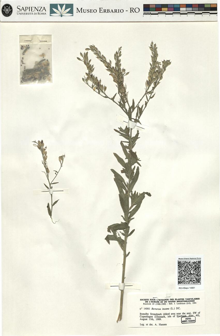 Berteroa incana (L.) DC.  -  RO-HSepv 14061 photo