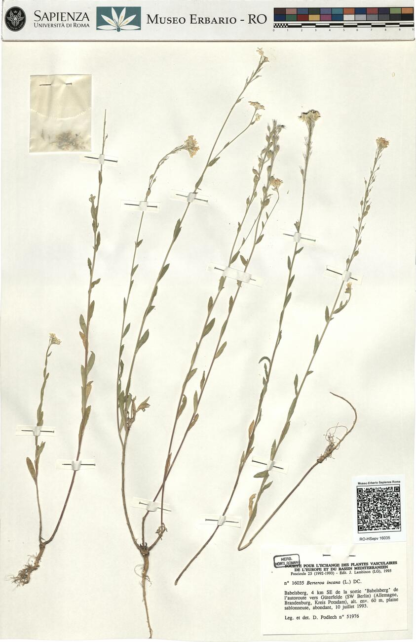 Berteroa incana (L.) DC.  -  RO-HSepv 16035 photo