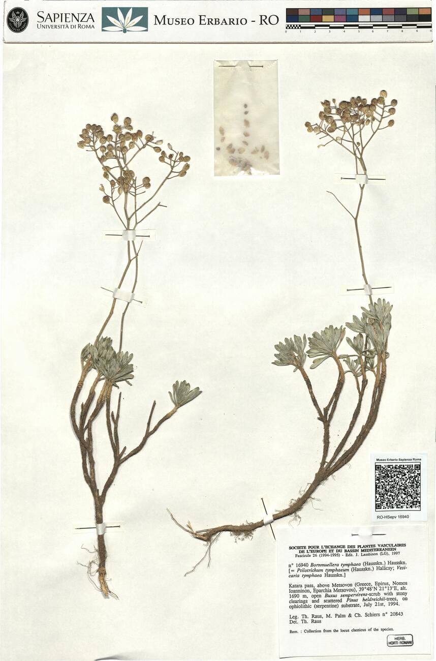 Bornmuellera tymphaea (Hausskn.) Hausskn. -  RO-HSepv 16940 photo