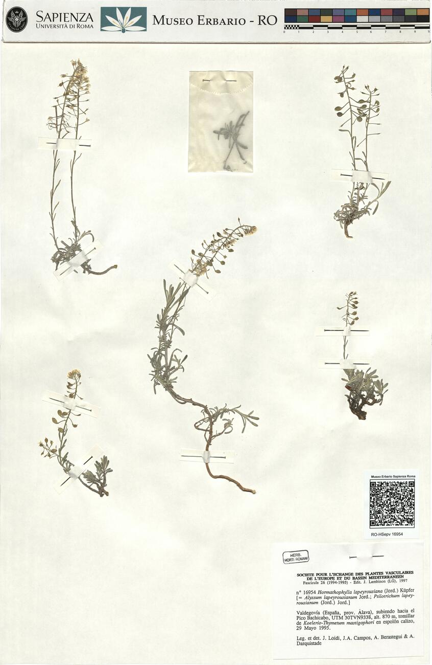 Hormathophylla lapeyrousiana (Jord.) Küpfer -  RO-HSepv 16954 photo