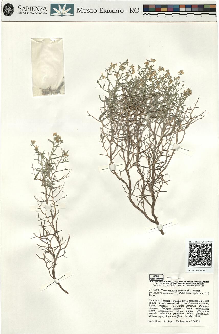 Hormatophylla spinosa (L.) Küpfer -  RO-HSepv 14080 photo