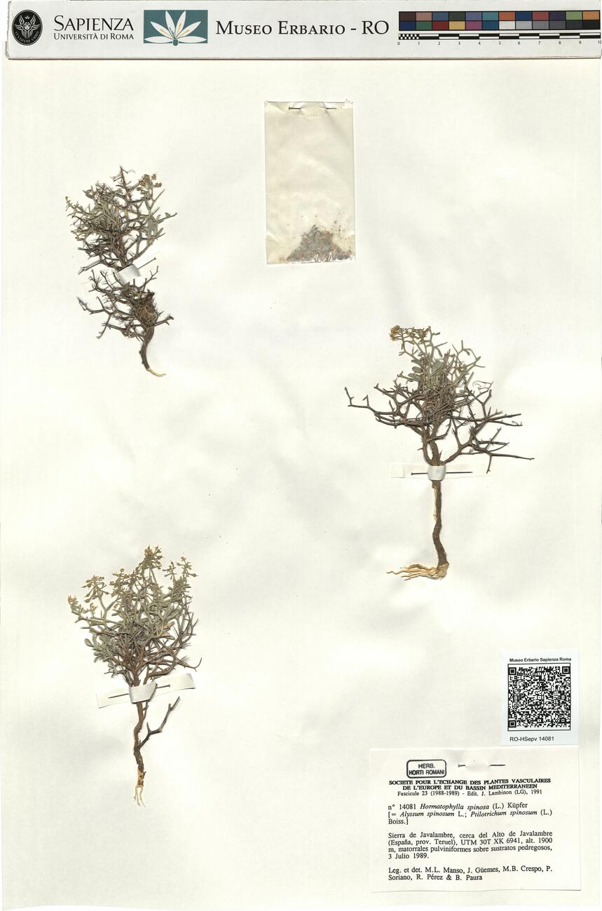 Hormatophylla spinosa (L.) Küpfer -  RO-HSepv 14081 photo