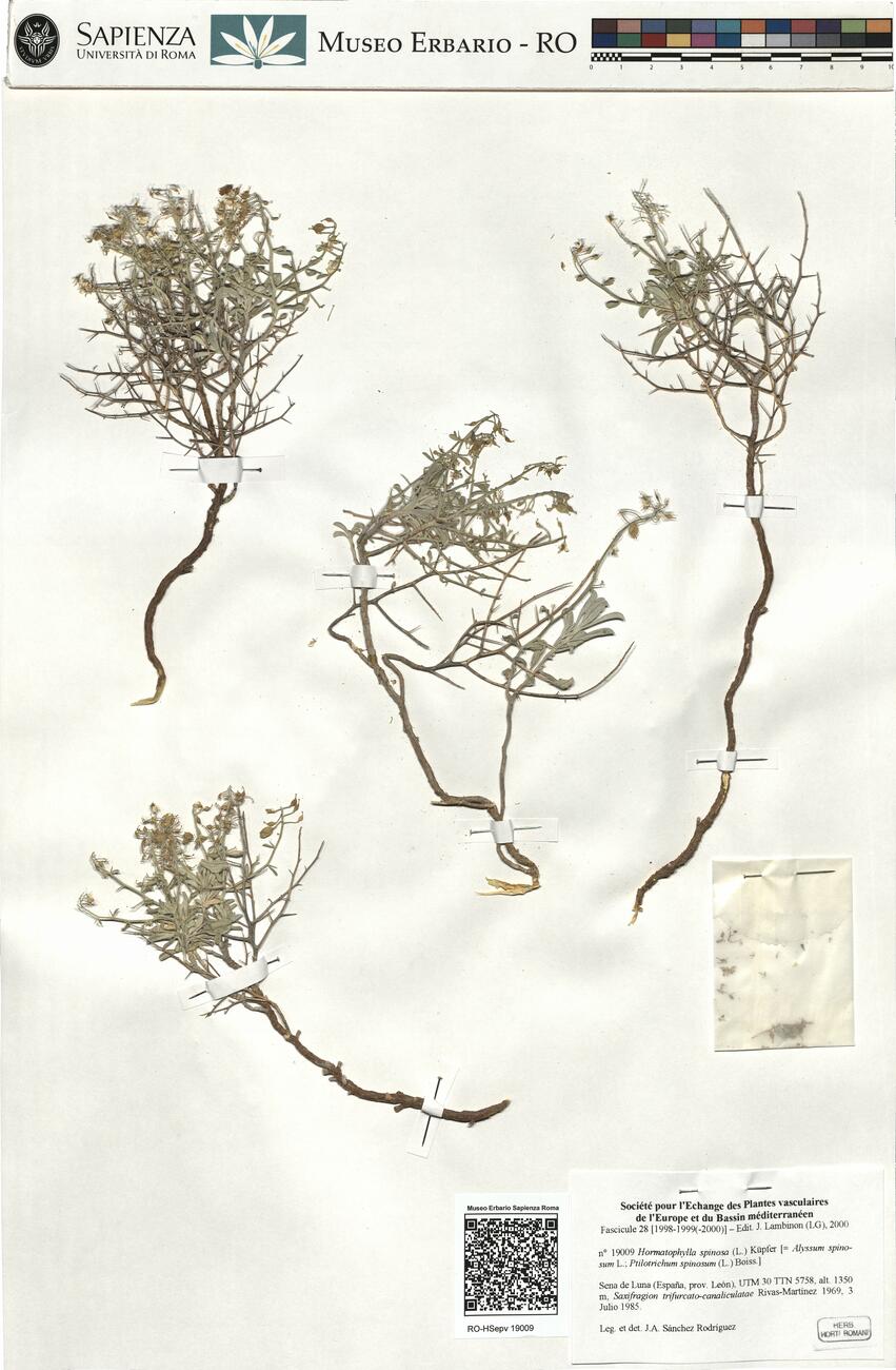 Hormatophylla spinosa (L.) Küpfer -  RO-HSepv 19009 photo