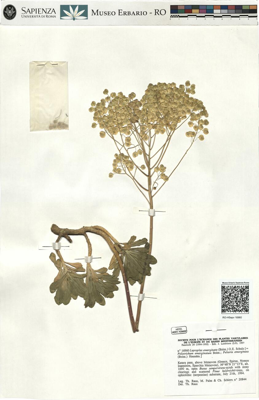 Leptoplax emarginata (Boiss.) O.E. Schulz  -  RO-HSepv 16960 photo