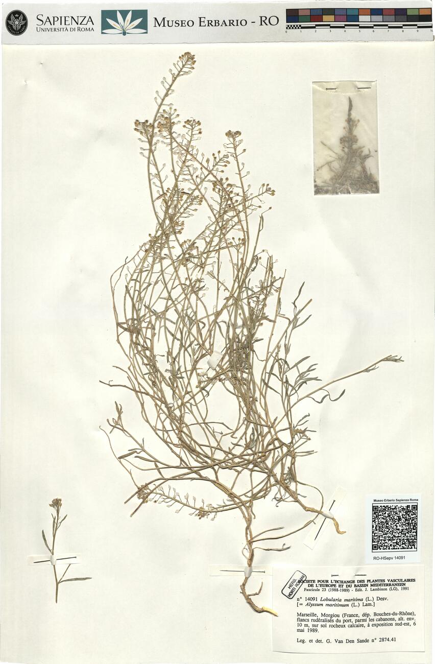 Lobularia maritima (L.) Desv. -  RO-HSepv 14091  photo