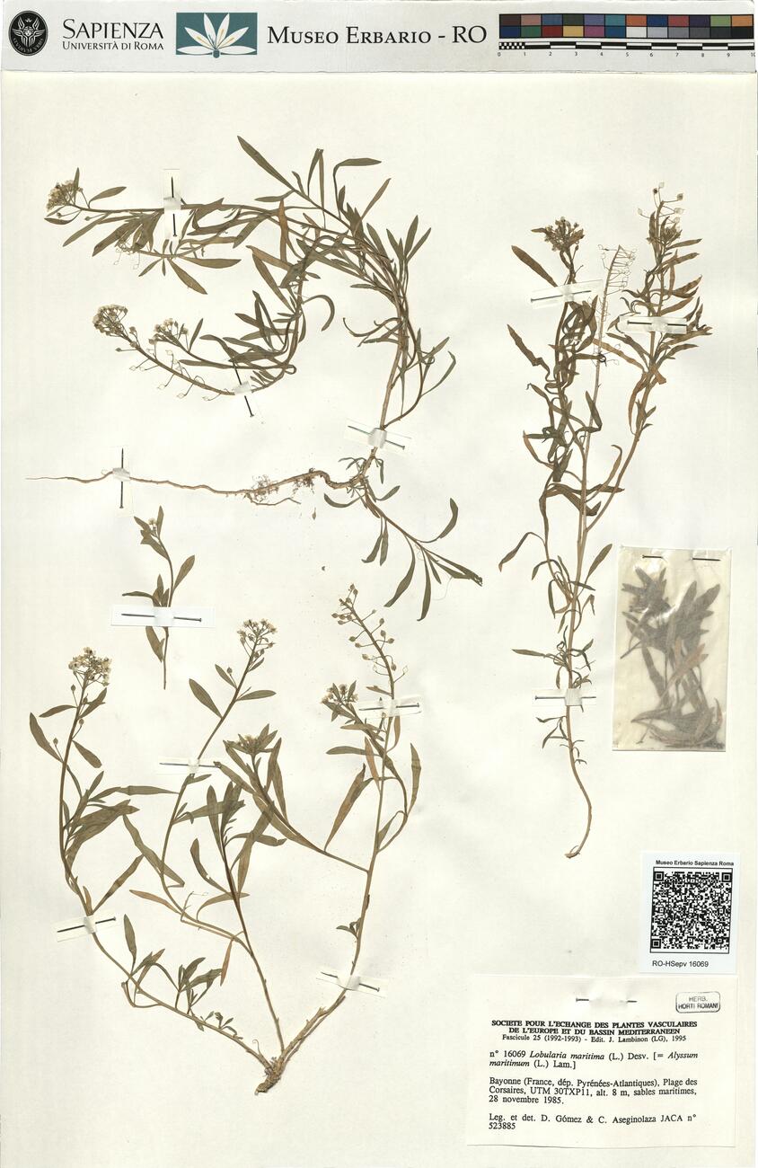 Lobularia maritima (L.) Desv. -  RO-HSepv 16069 photo