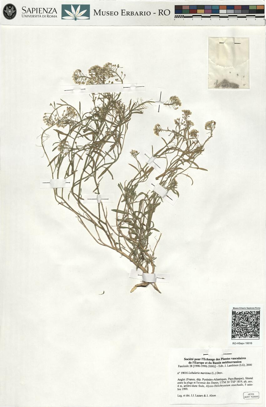 Lobularia maritima (L.) Desv.  -  RO-HSepv 19016 photo