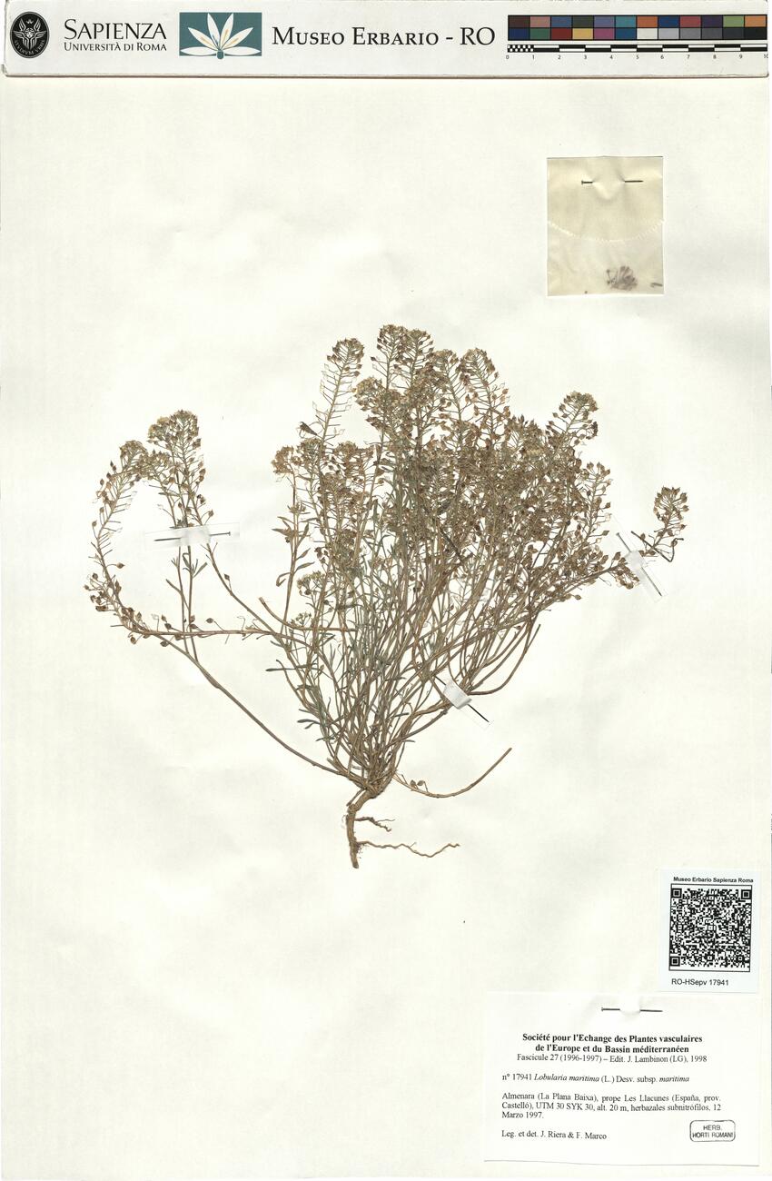 Lobularia maritima (L.) Desv. subsp. maritima  -  RO-HSepv 17941 photo