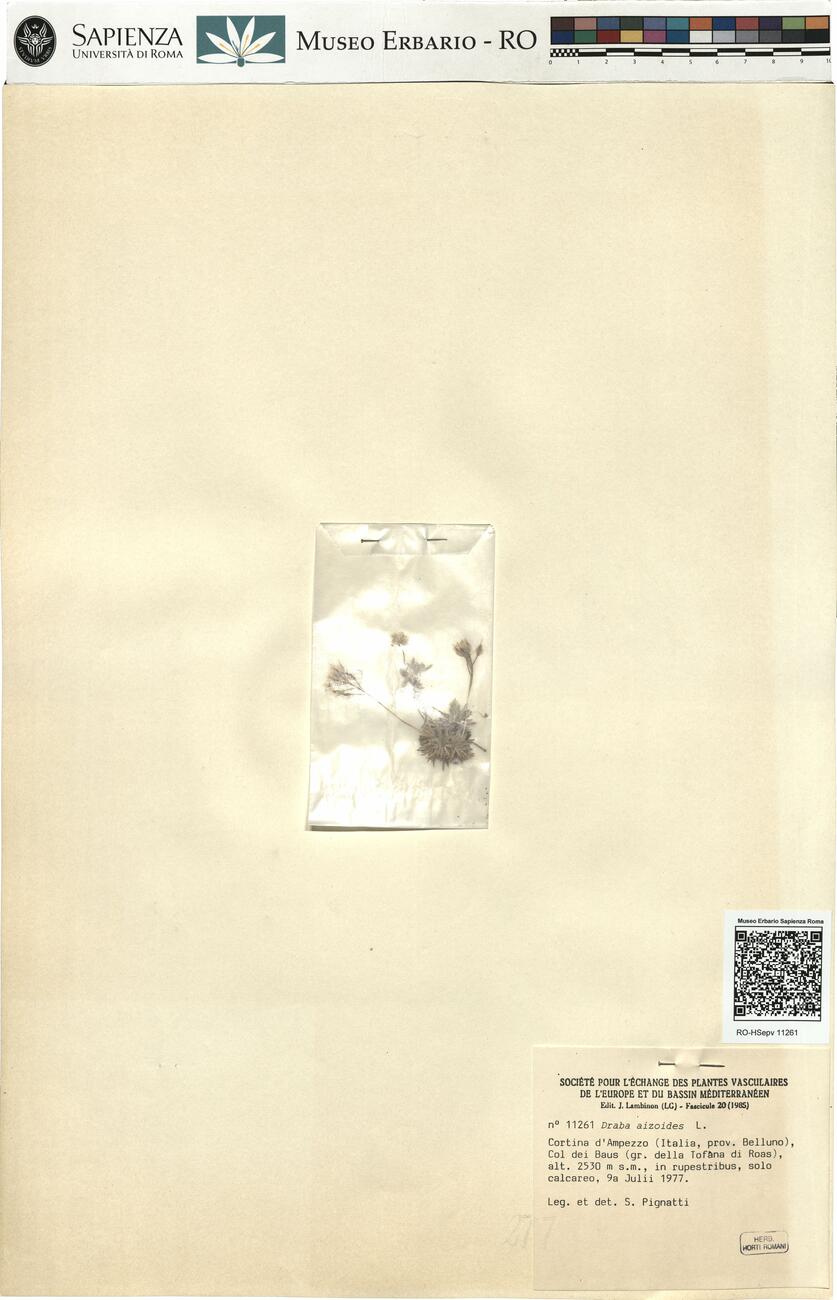 Draba aizoides L.  -  RO-HSepv 11261 photo