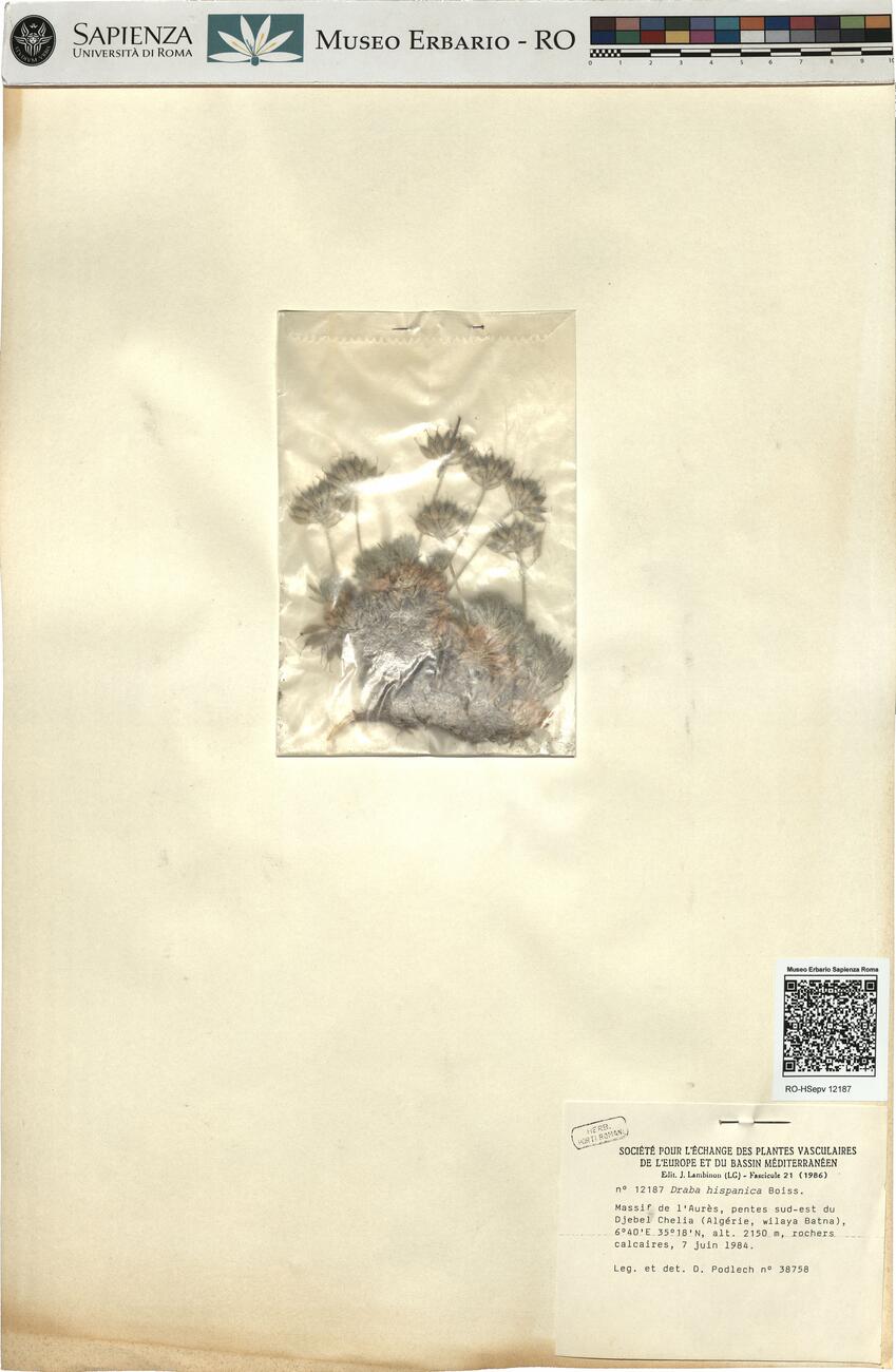 Draba hispanica Boiss. -  RO-HSepv 12187 photo