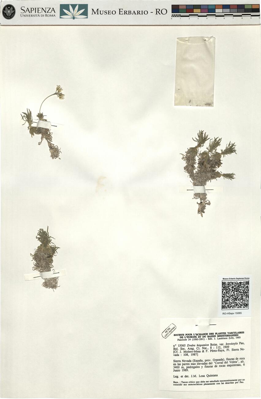Draba hispanica Boiss var. brevistyla Pau ^ -  RO-HSepv 15065 photo