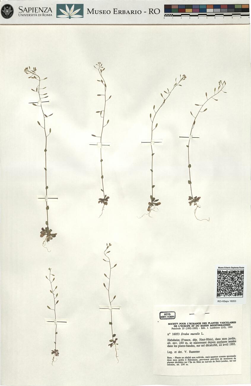 Draba muralis L. -  RO-HSepv 16053 photo