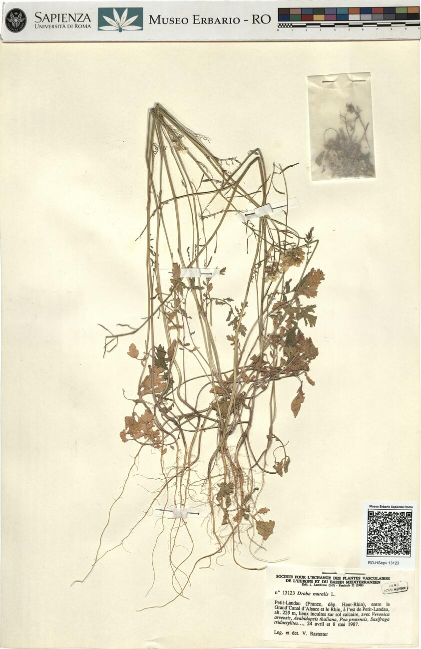 Draba muralis L. -  RO-HSepv 13123 photo