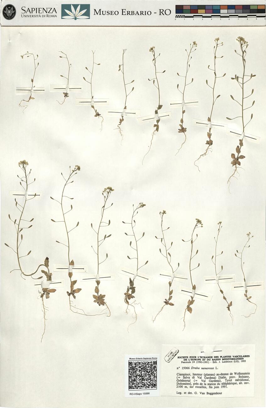 Draba nemorosa L.  -  RO-HSepv 15066 photo