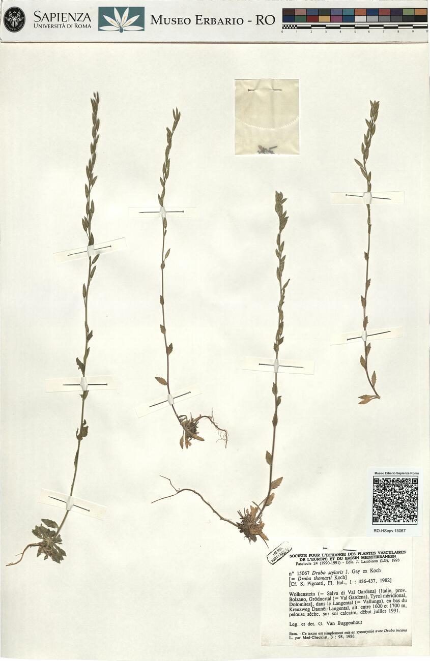 Draba stylaris J. Gay ex Koch -  RO-HSepv 15067 photo