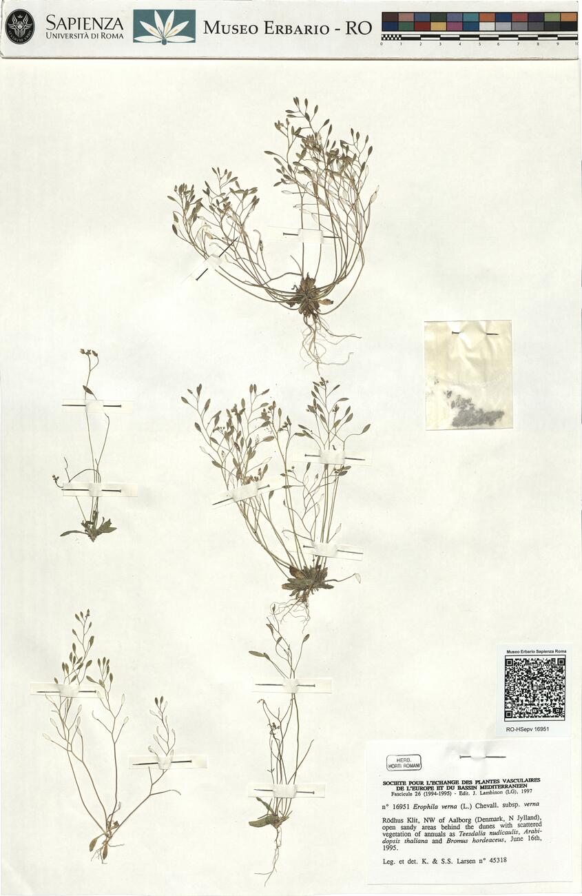 Erophila verna (L.) Chevall. subsp. verna  -  RO-HSepv 16951 photo