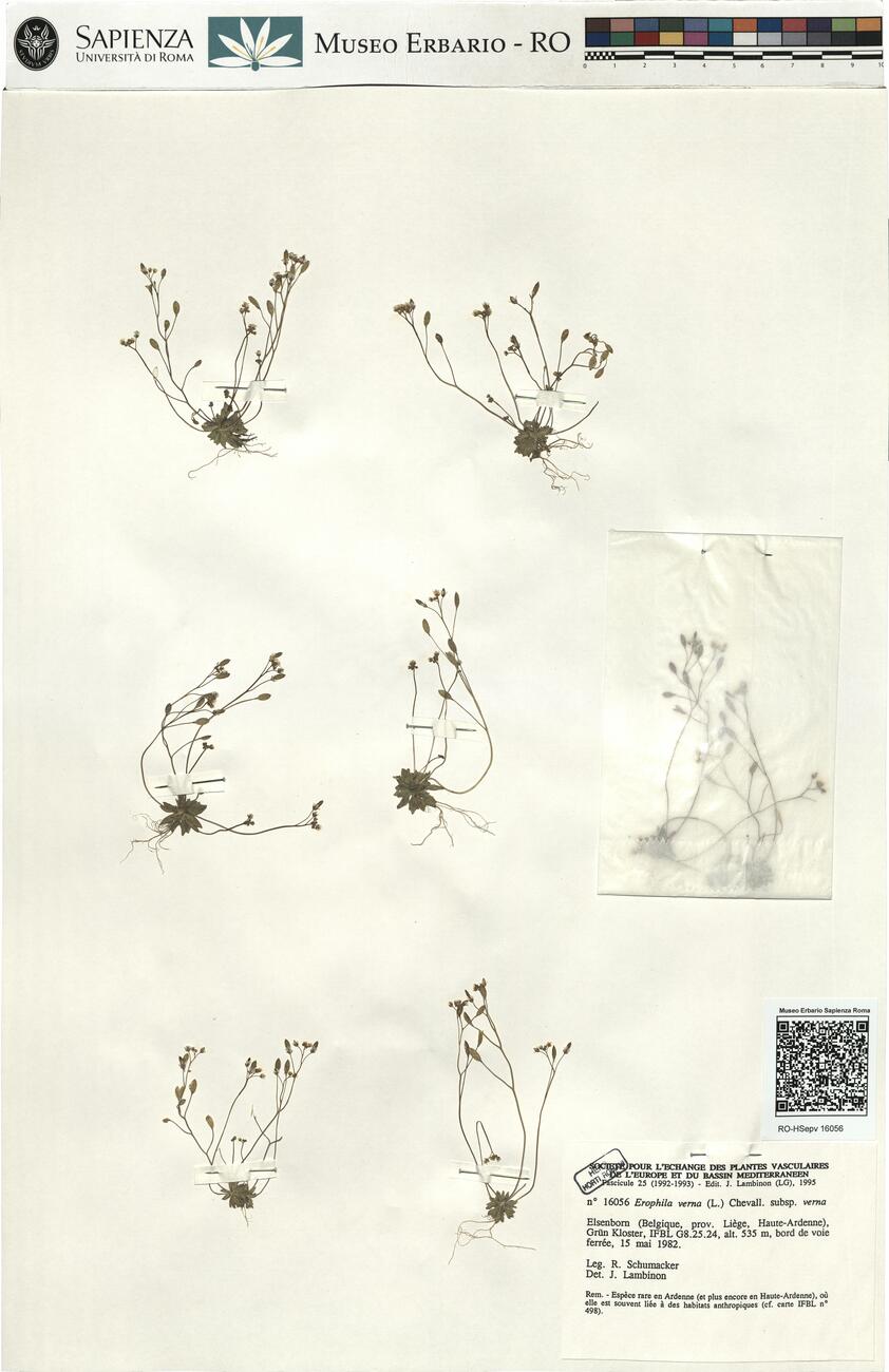 Erophila verna (L.) Chevall. subsp. verna  -  RO-HSepv 16056 photo