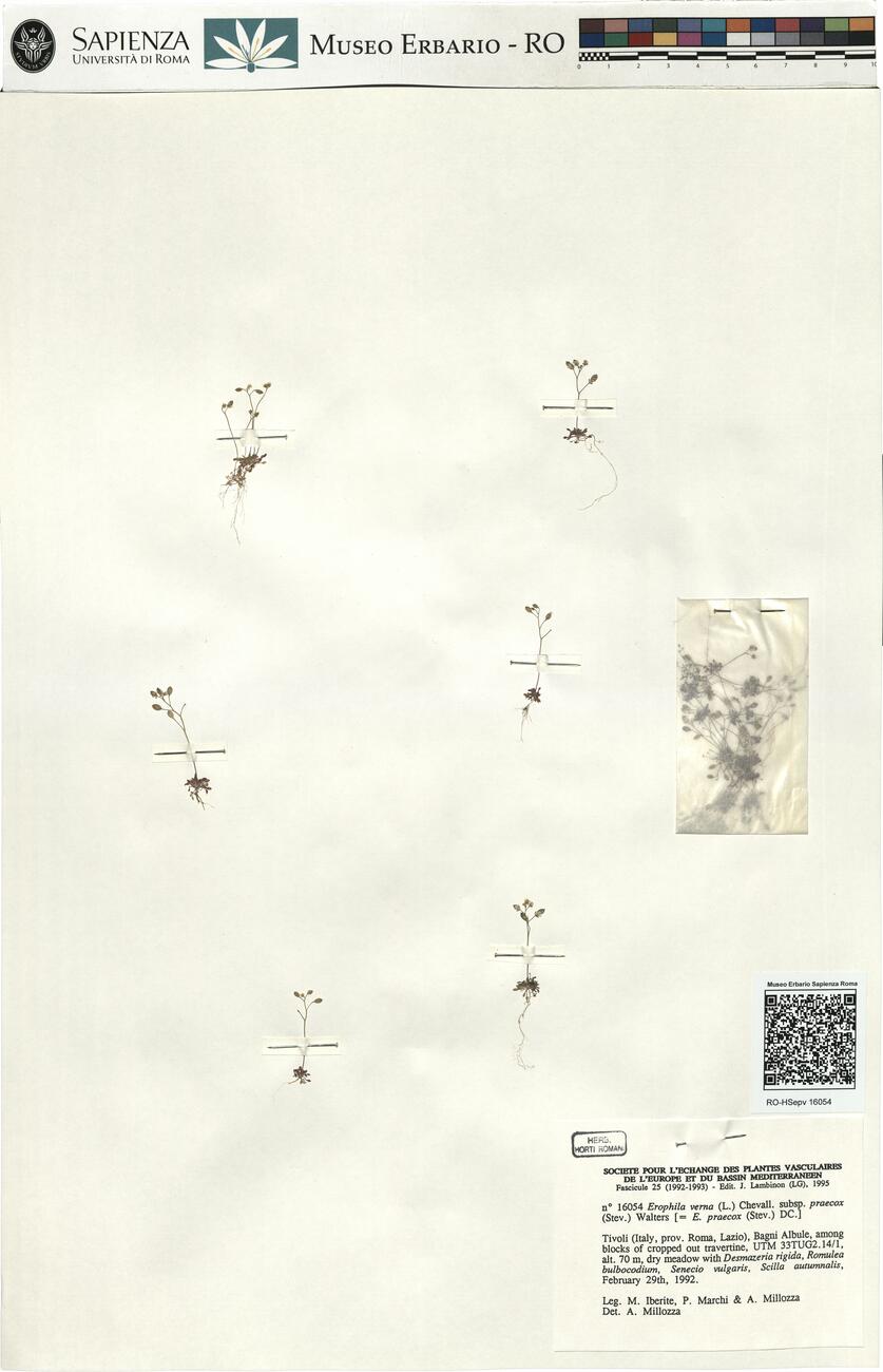 Erophila verna (L.) Chevall. subsp. praecox (Stev.) Walters -  RO-HSepv 16054 photo