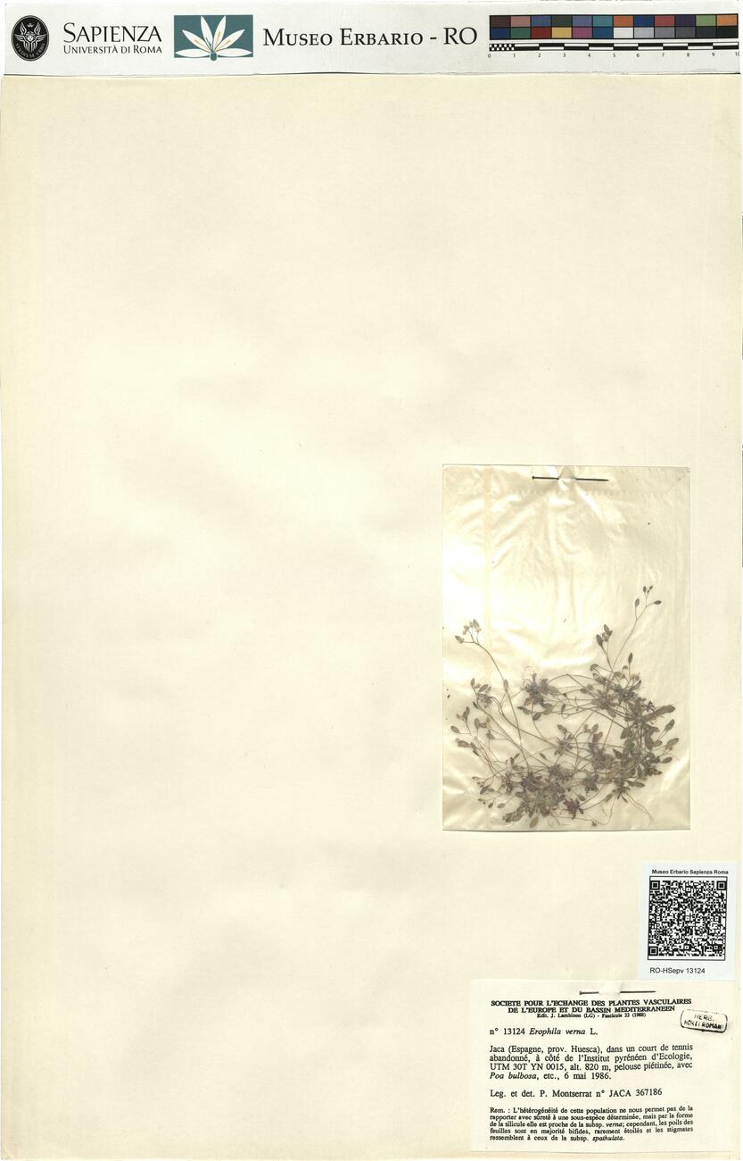 Erophila verna L.  -  RO-HSepv 13124 photo