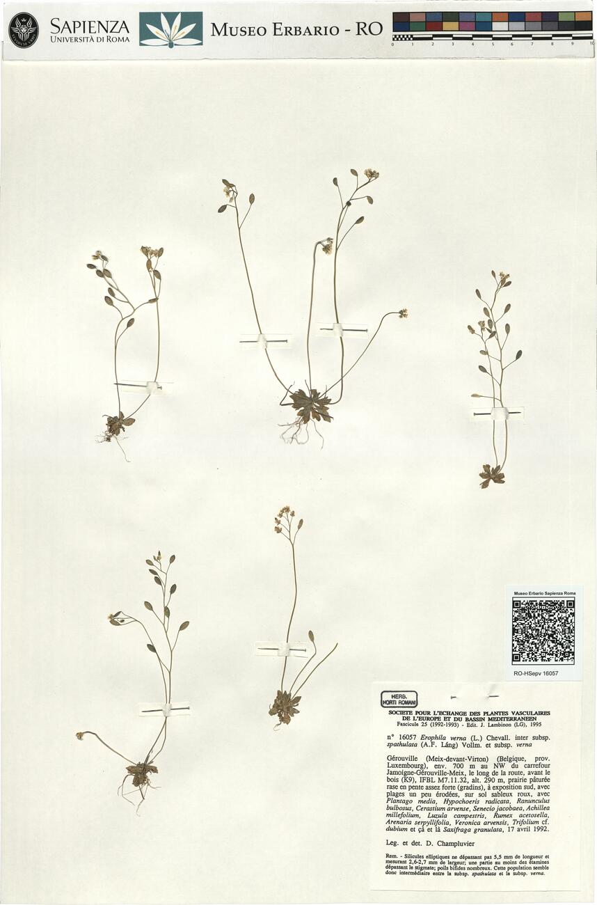 Erophila verna (L.) Chevall. inter subsp. spathulata (A.F. Láng) Vollm. et subsp. verna -  RO-HSepv 16057 photo