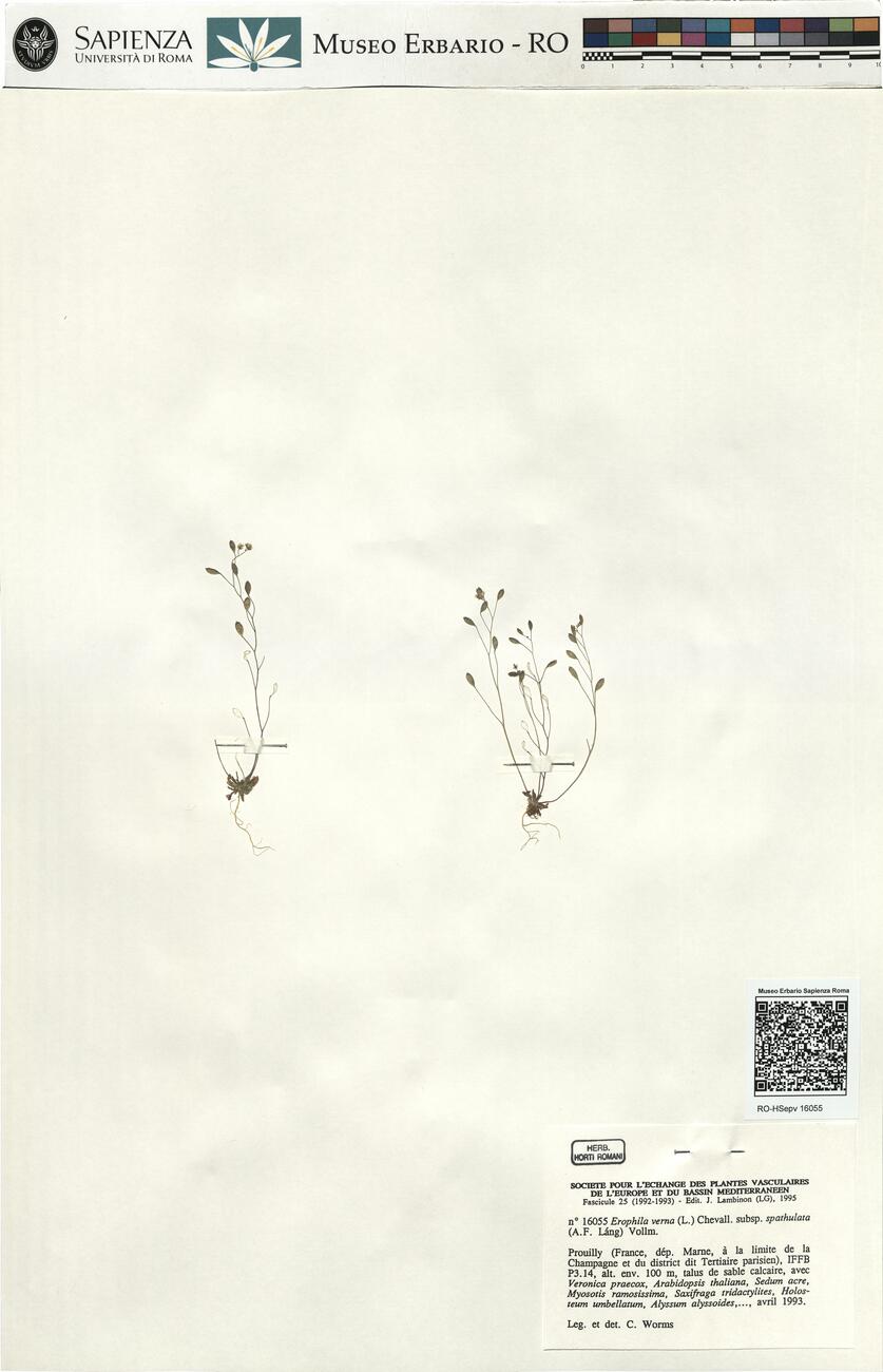 Erophila verna (L.) Chevall. subsp. spathulata (A.F. Láng) Vollm.  -  RO-HSepv 16055 photo