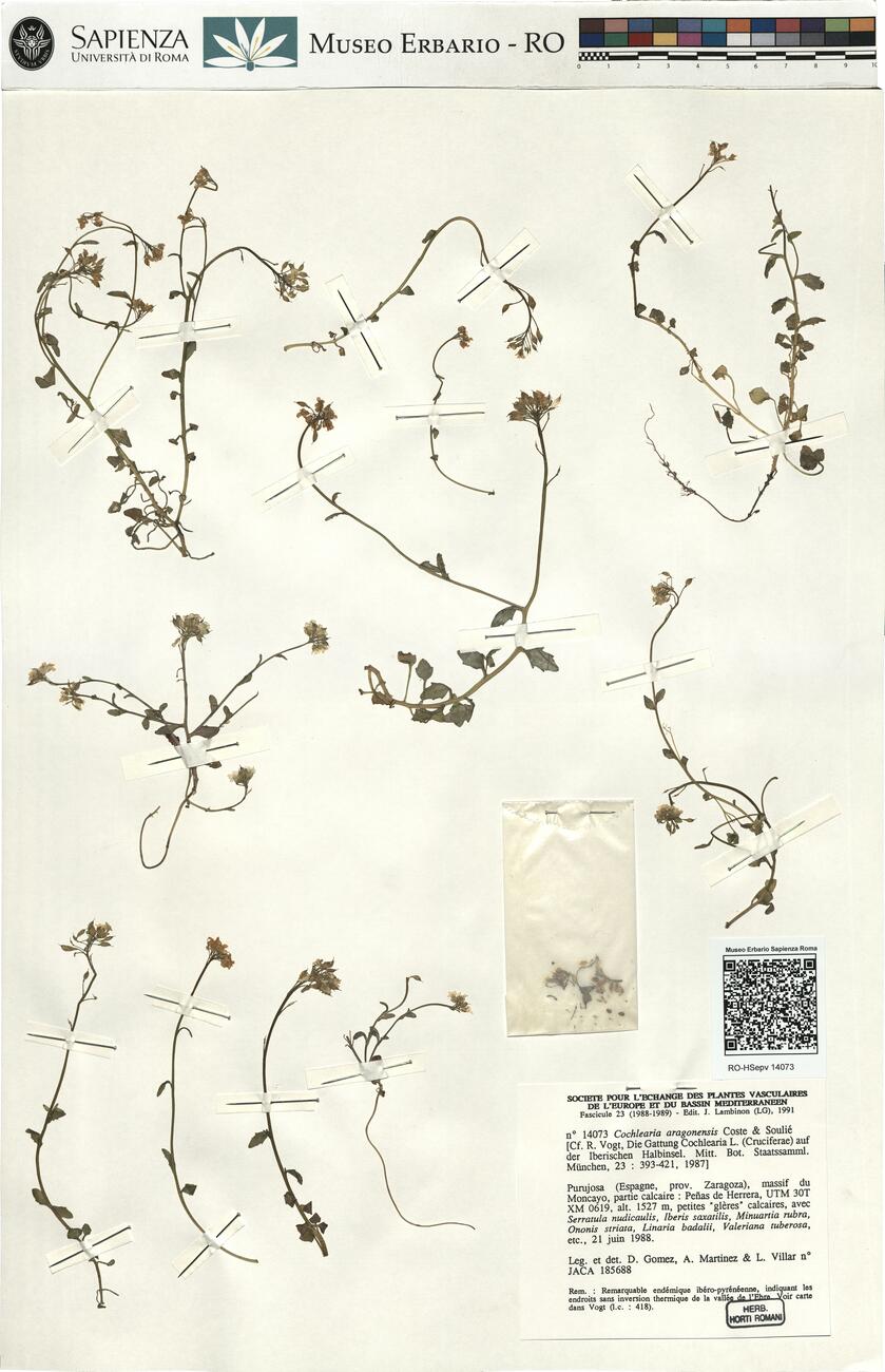 Cochlearia aragonensis Coste & Soulié -  RO-HSepv 14073 photo